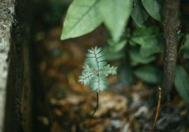 Découverte des plantes sauvages en montagne